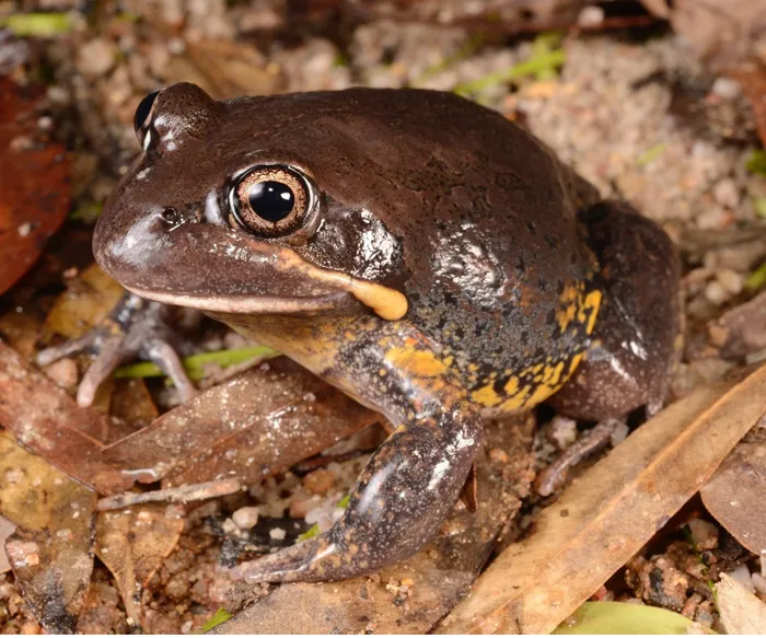 The newly reclassified Scarlet-sided Banjo Frog (Limnodynastes grayi), a widespread species found from central New South Wales to northern Queensland.
