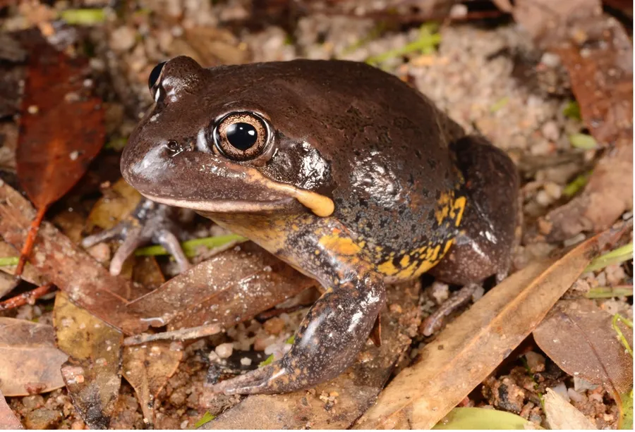 The newly reclassified Scarlet-sided Banjo Frog (Limnodynastes grayi), a widespread species found from central New South Wales to northern Queensland.