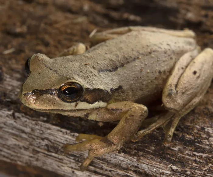 Brown Tree Frog (Litoria ewingii).