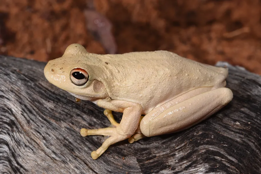 Northern Laughing Tree Frog, Litoria rothii