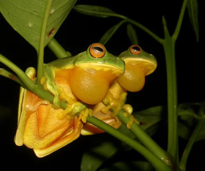 Orange-thighed Tree Frog (Litoria xanthomera), Queensland, Australia.