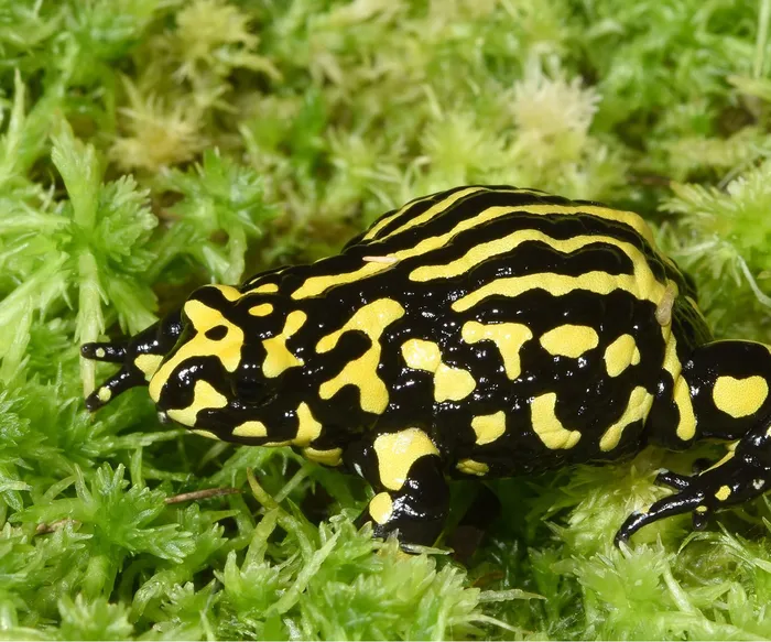 Southern Corroboree Frog (Pseudophryne corroboree).