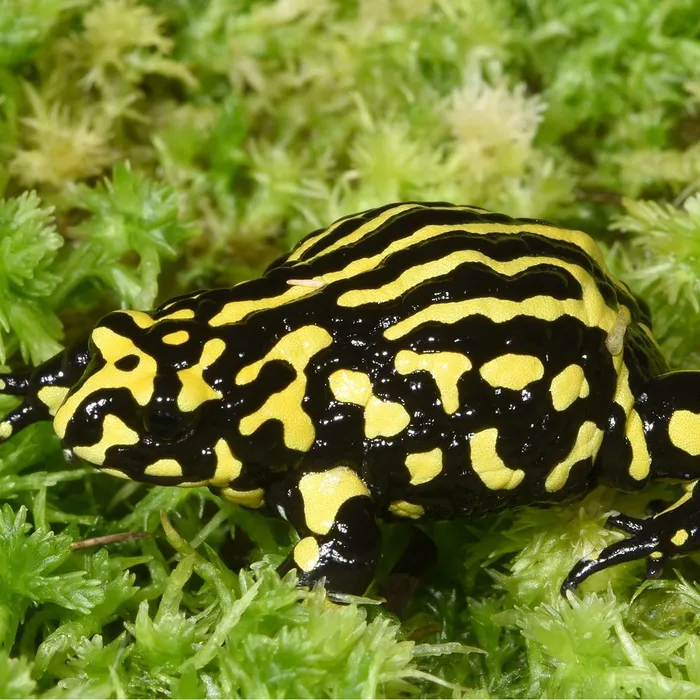 Southern Corroboree Frog (Pseudophryne corroboree).