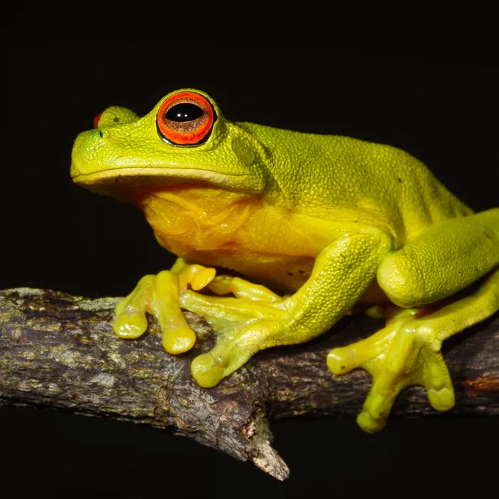 Australian Red-eyed Tree Frog, Litoria chloris.